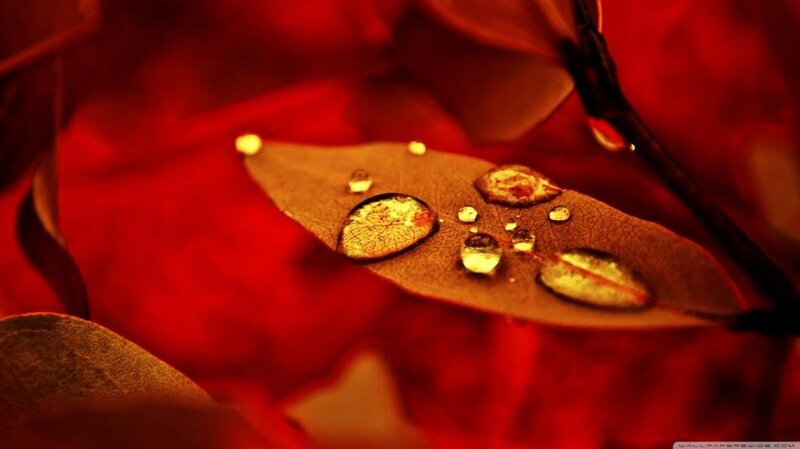 Leaf with Water Droplets — Red, Dramatic