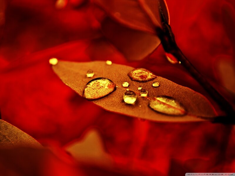 Leaf with Water Droplets — Red