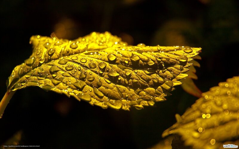 Leaf with Water Droplets — Yellow, Dramatic, Photograph