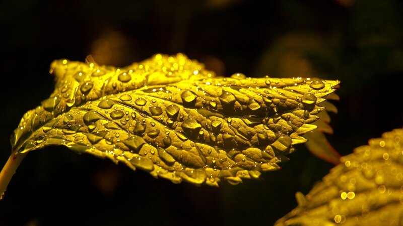 Leaf with Water Droplets — Yellow, Dramatic