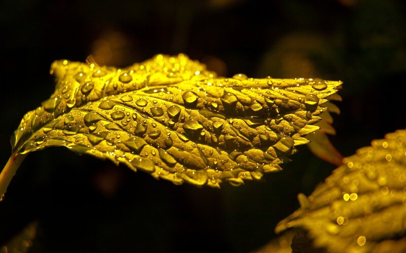 Leaf with Water Droplets — Yellow