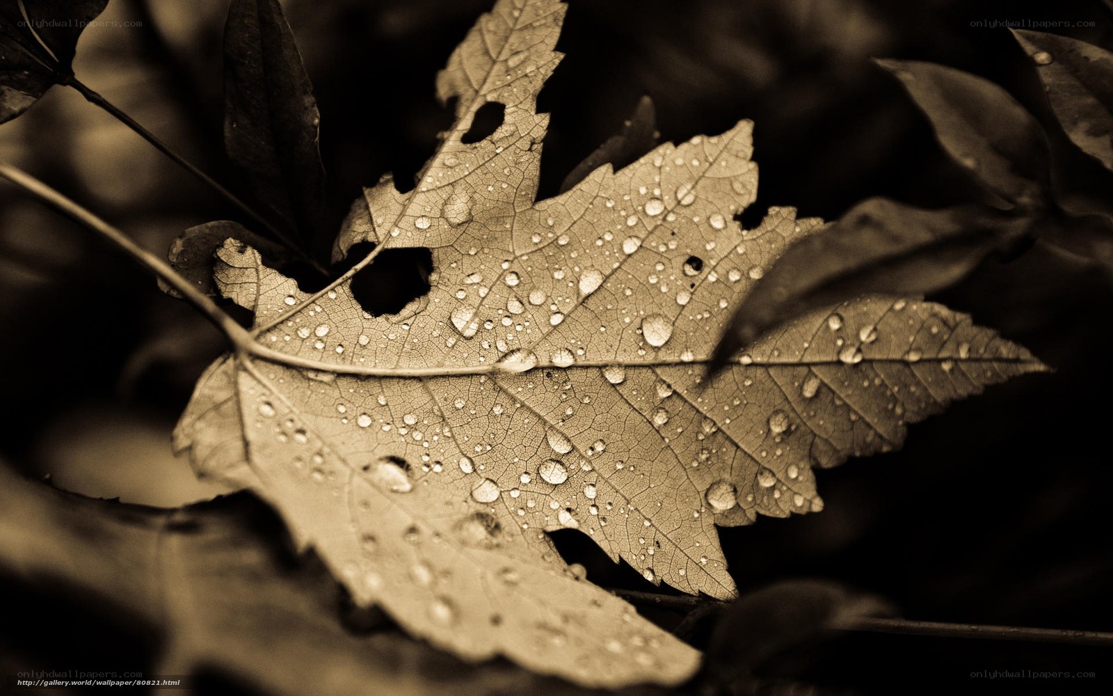 Leaf with water droplets