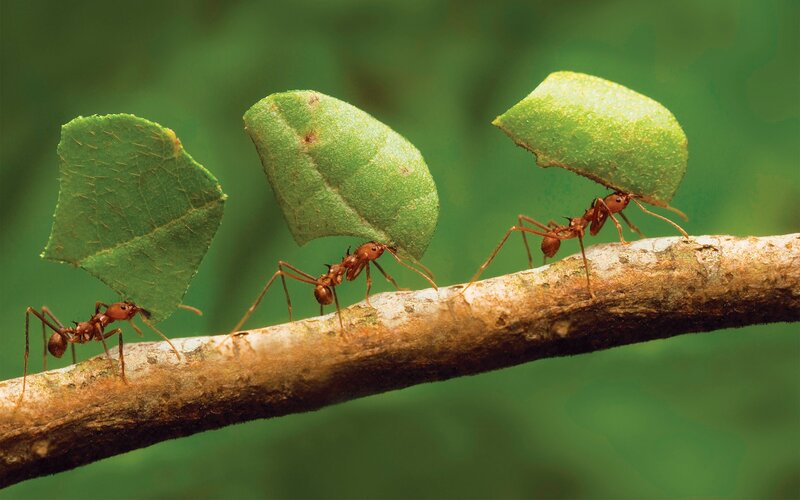 Leafcutter Ants Carrying Leaves