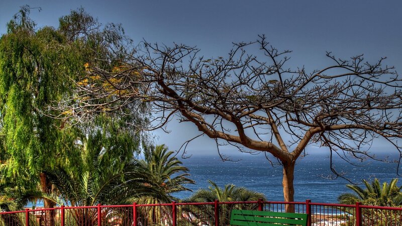 Leafless Tree by Ocean — Blue
