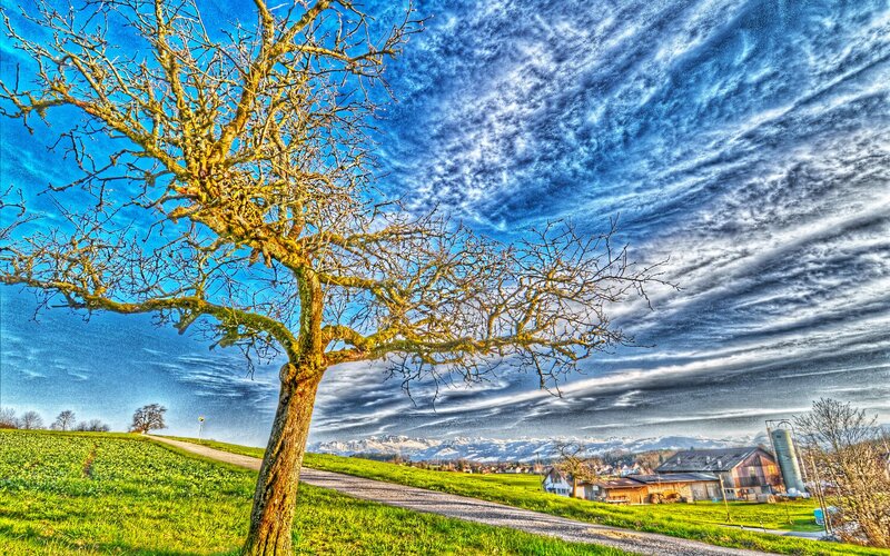 Leafless Tree in Field — Blue