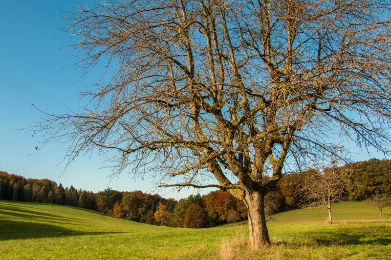 Leafless Tree in Field — Green, Serene