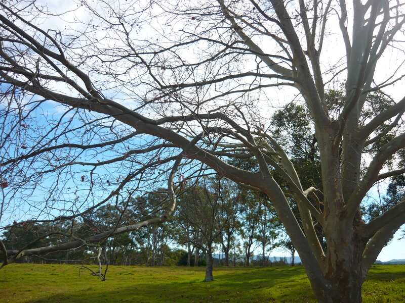 Leafless Tree in Field — Green