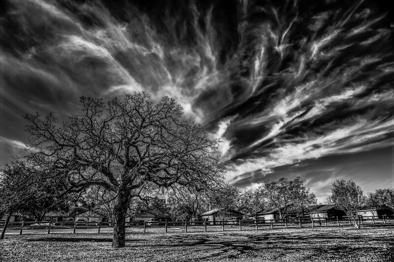Leafless Tree in Park — Black