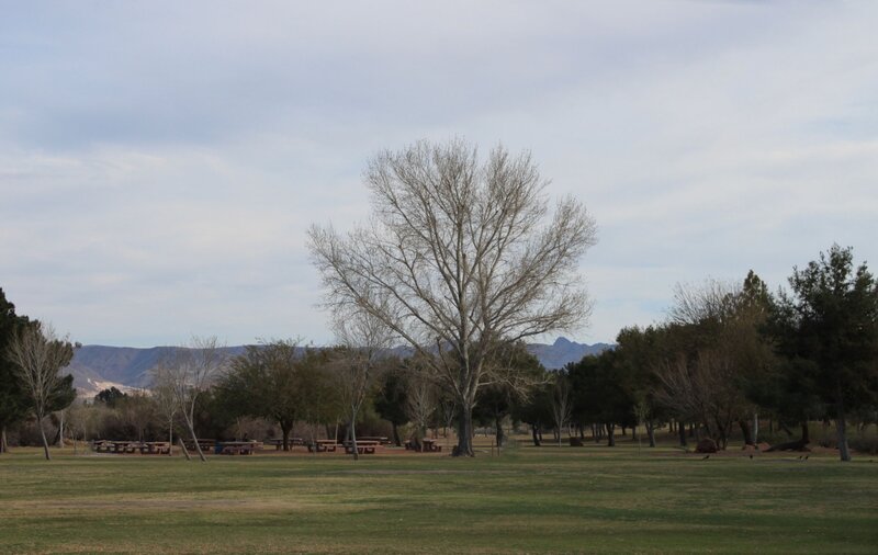 Leafless Tree in Park