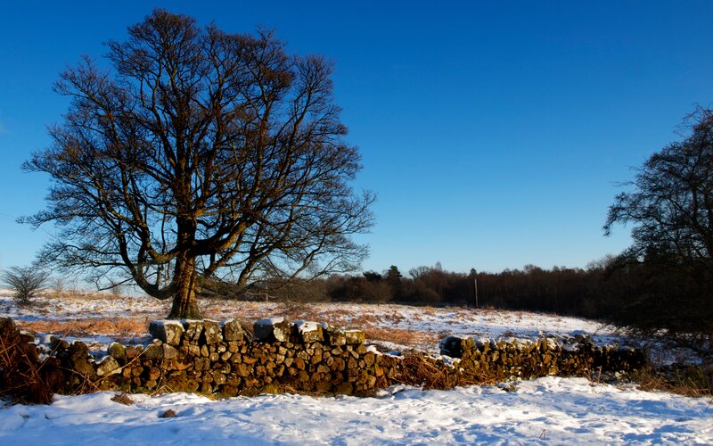 Leafless Tree in Snow