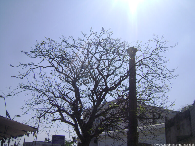 Leafless Tree in Sunlight