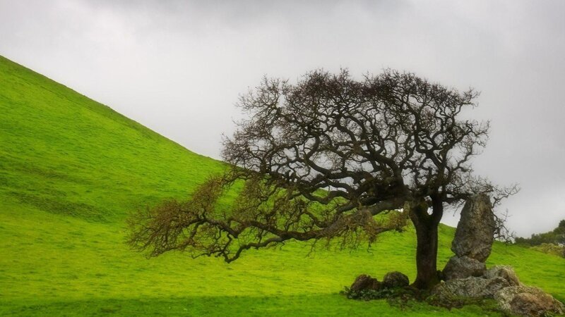 Leafless Tree on Hill — Green