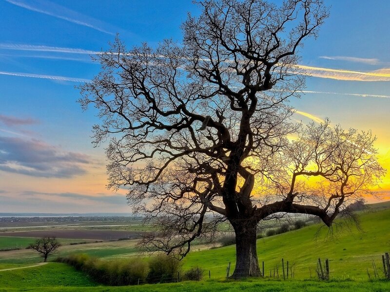 Leafless Tree on Hill