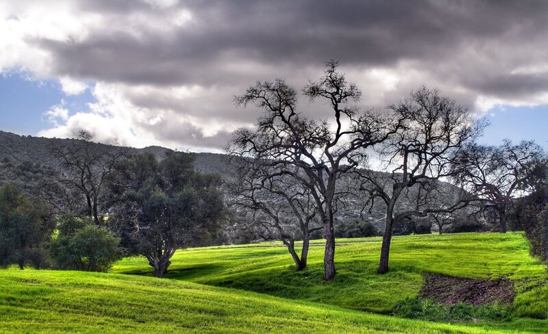 Leafless Trees in Field
