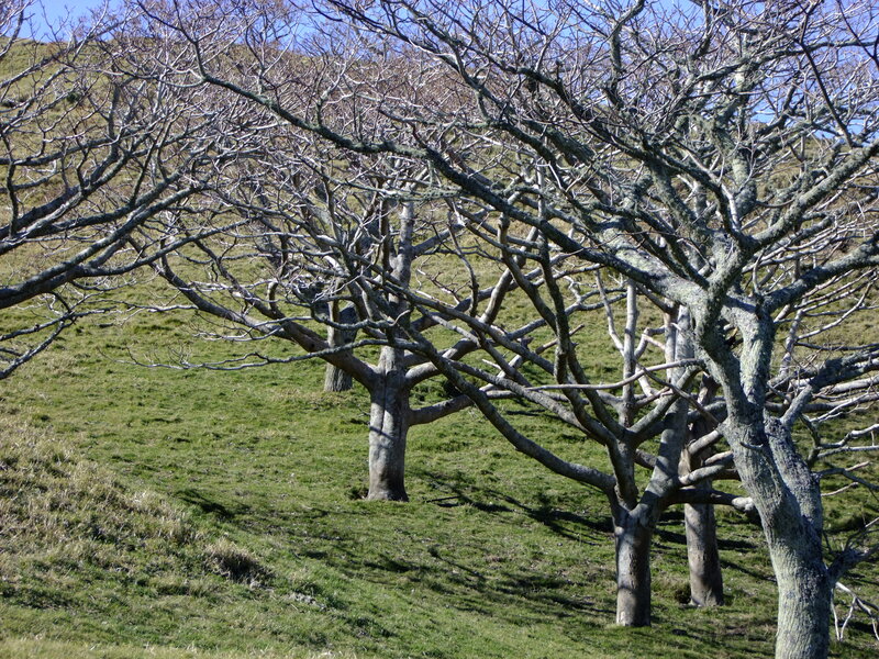 Leafless Trees on Hillside