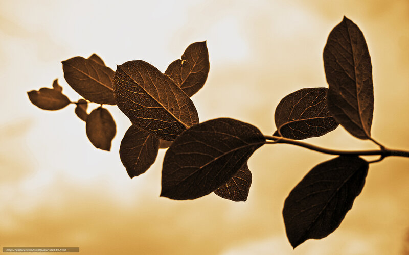 Leafy Branch Silhouette