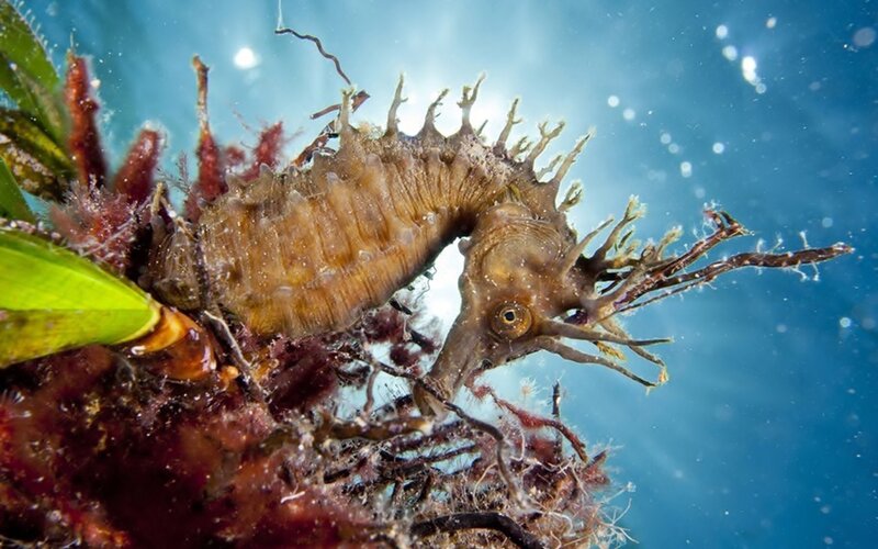 Leafy Seadragon — Blue, Calm