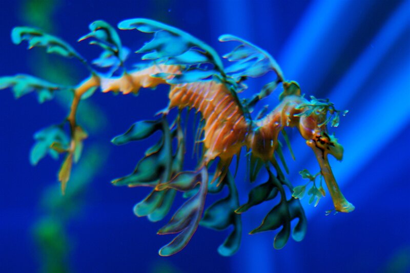 Leafy Seadragon — Blue, Serene