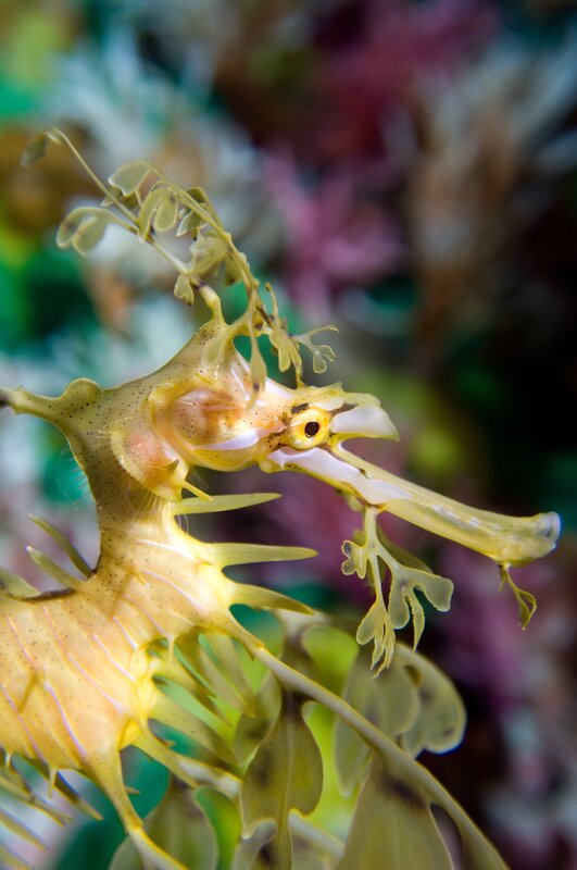 Leafy seadragon close-up