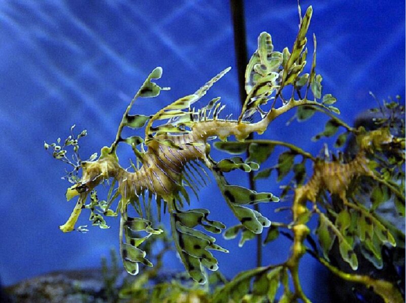 Leafy seadragon in aquarium