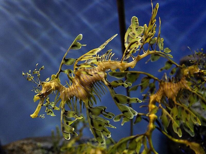 Leafy seadragon in aquarium