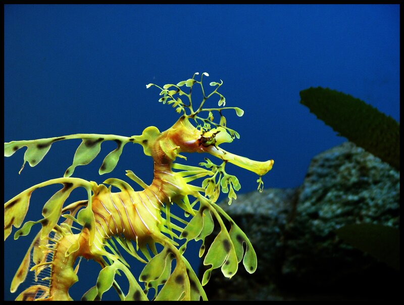 Leafy seadragon in blue water