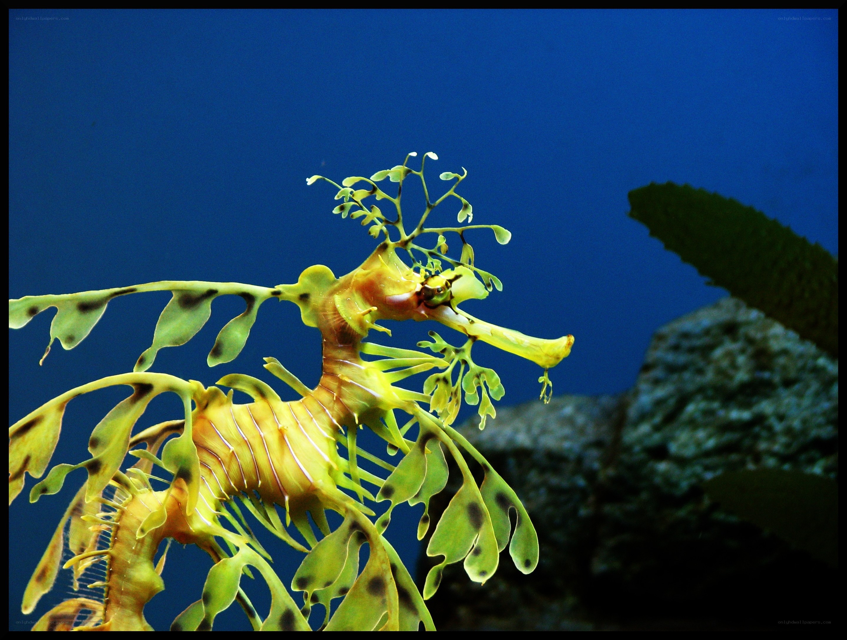 Leafy seadragon in blue water