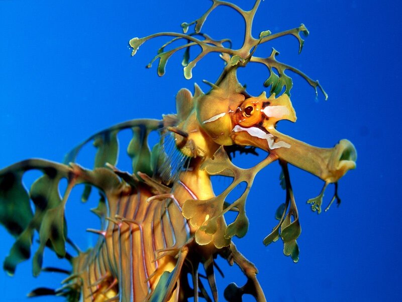 Leafy seadragon in blue water