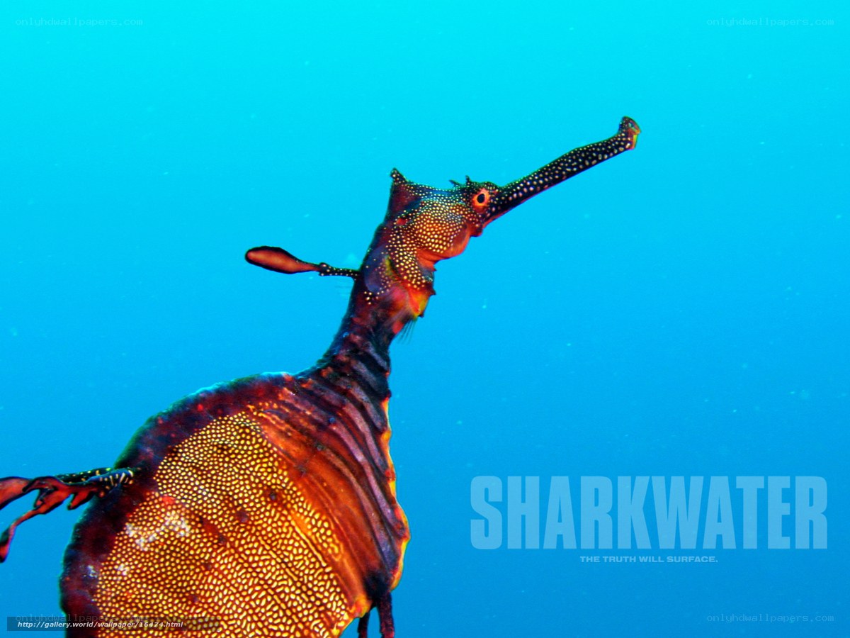 Leafy seadragon in blue water