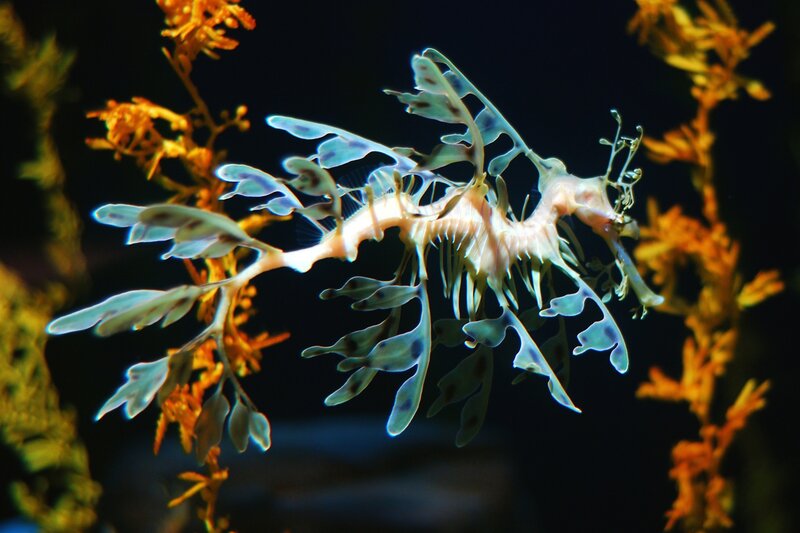 Leafy seadragon in coral reef