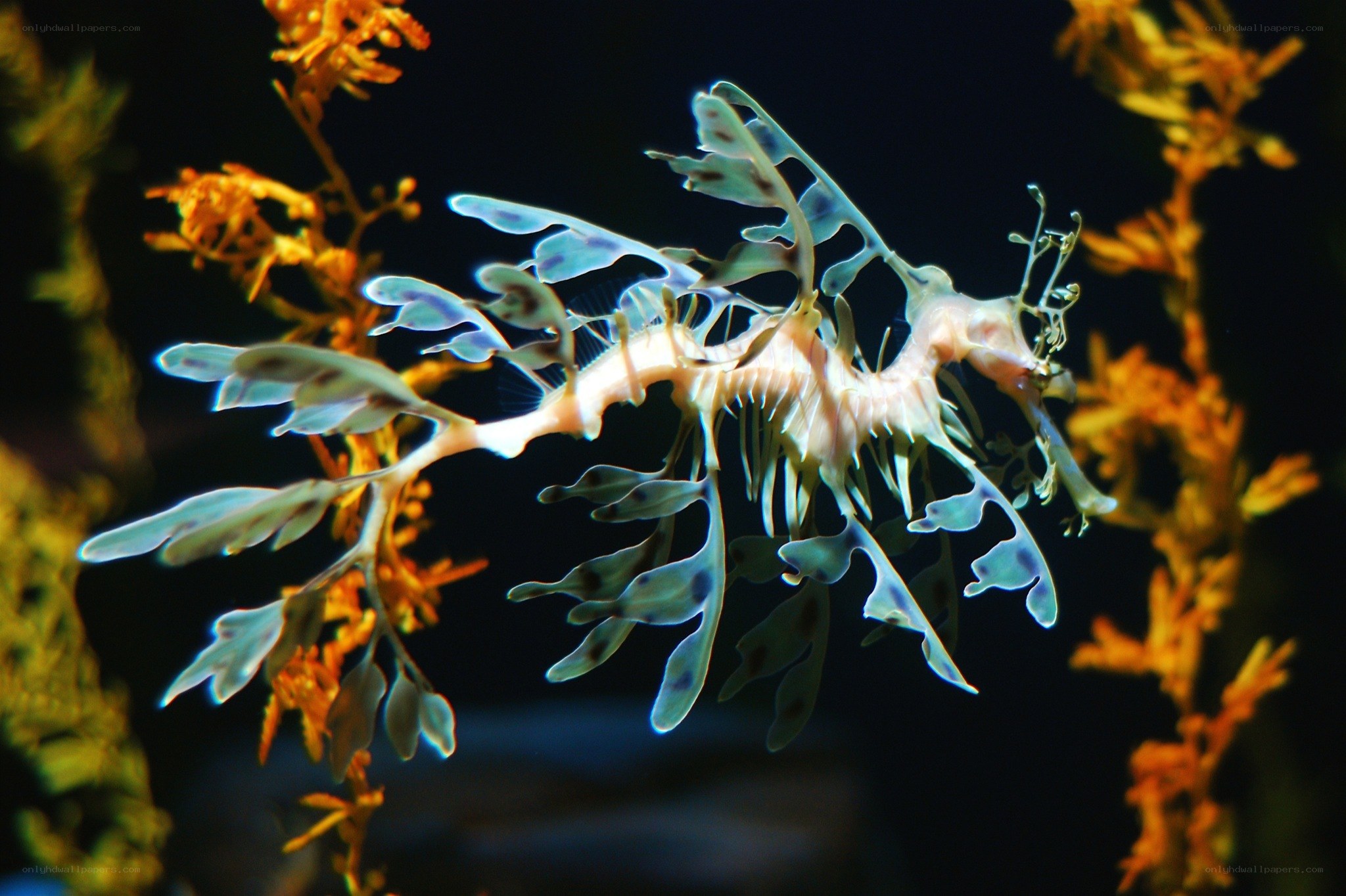 Leafy seadragon in coral reef
