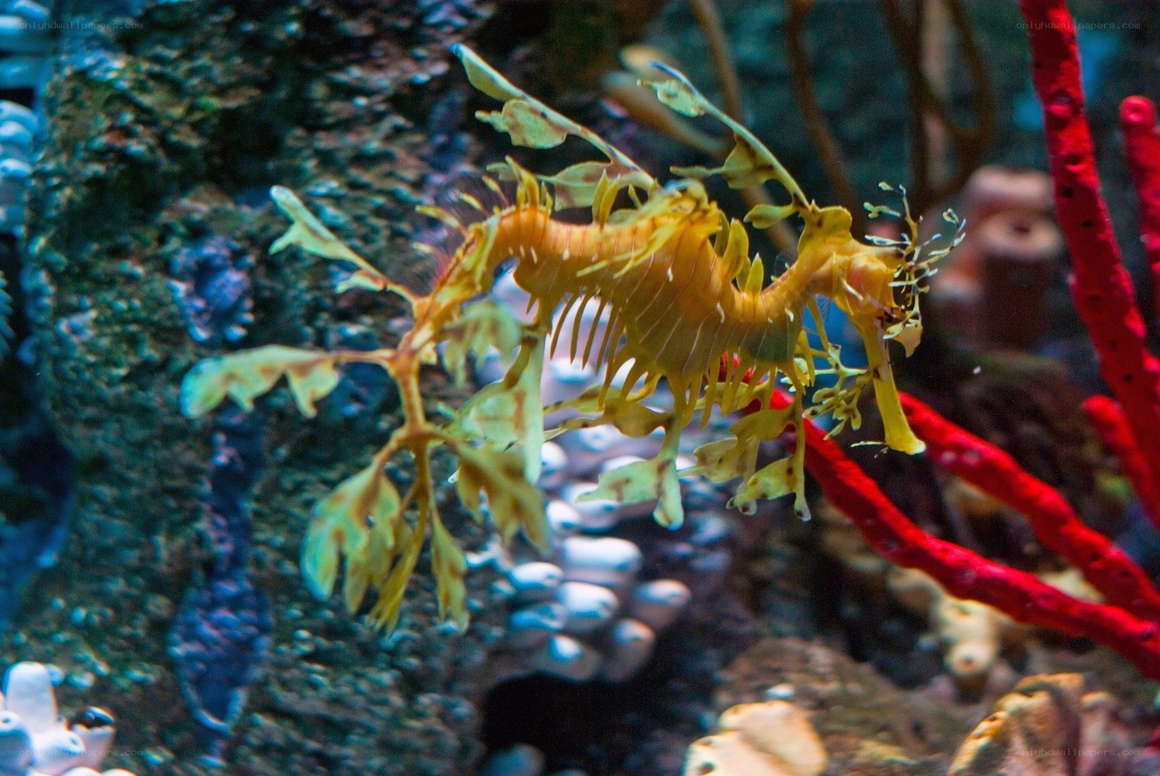 Leafy seadragon in coral reef