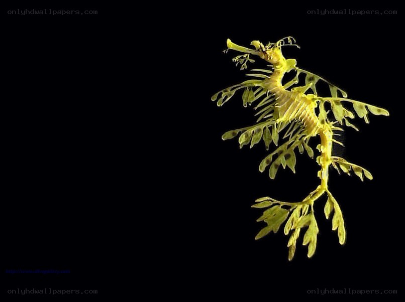Leafy seadragon in dark water