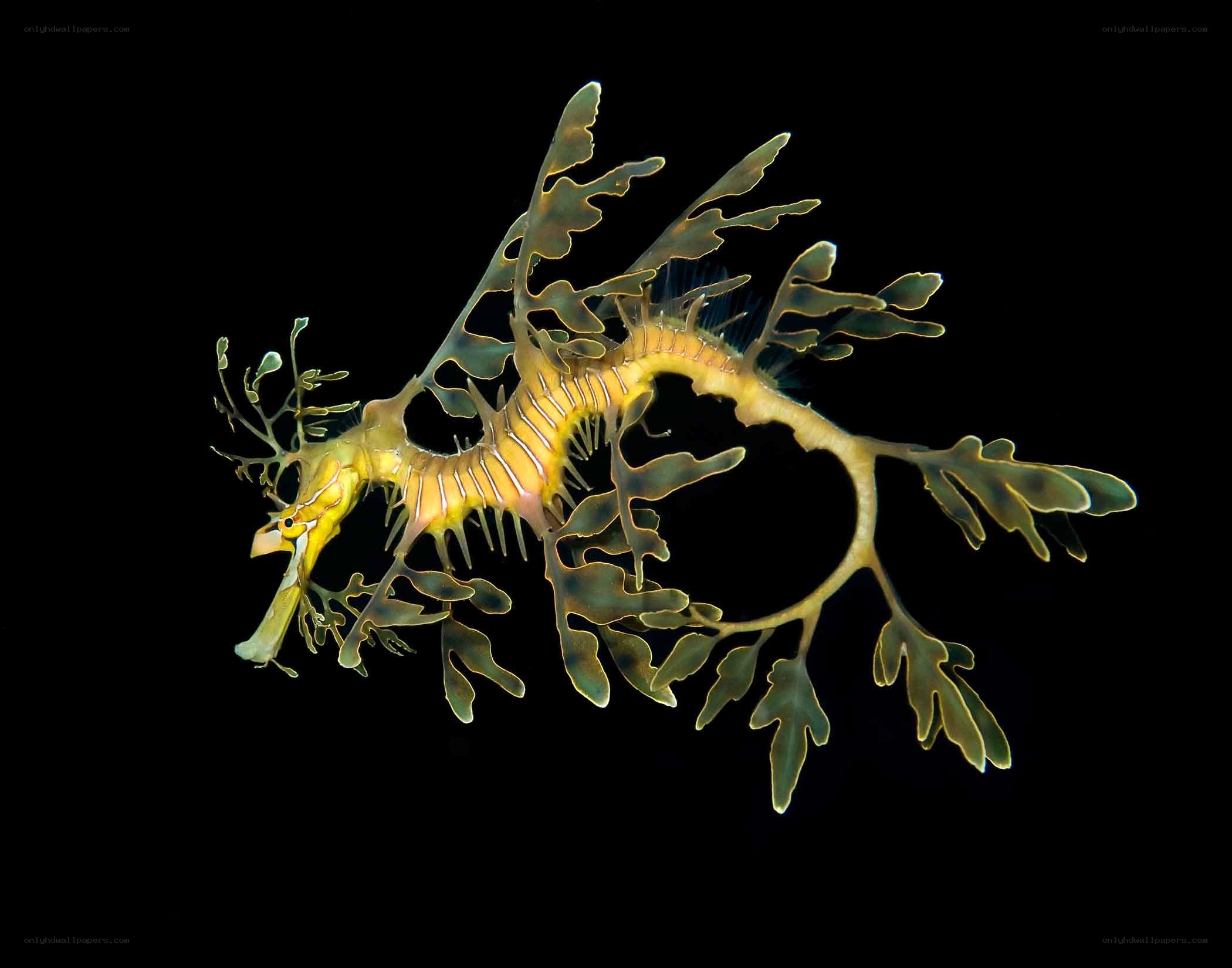 Leafy seadragon in dark water