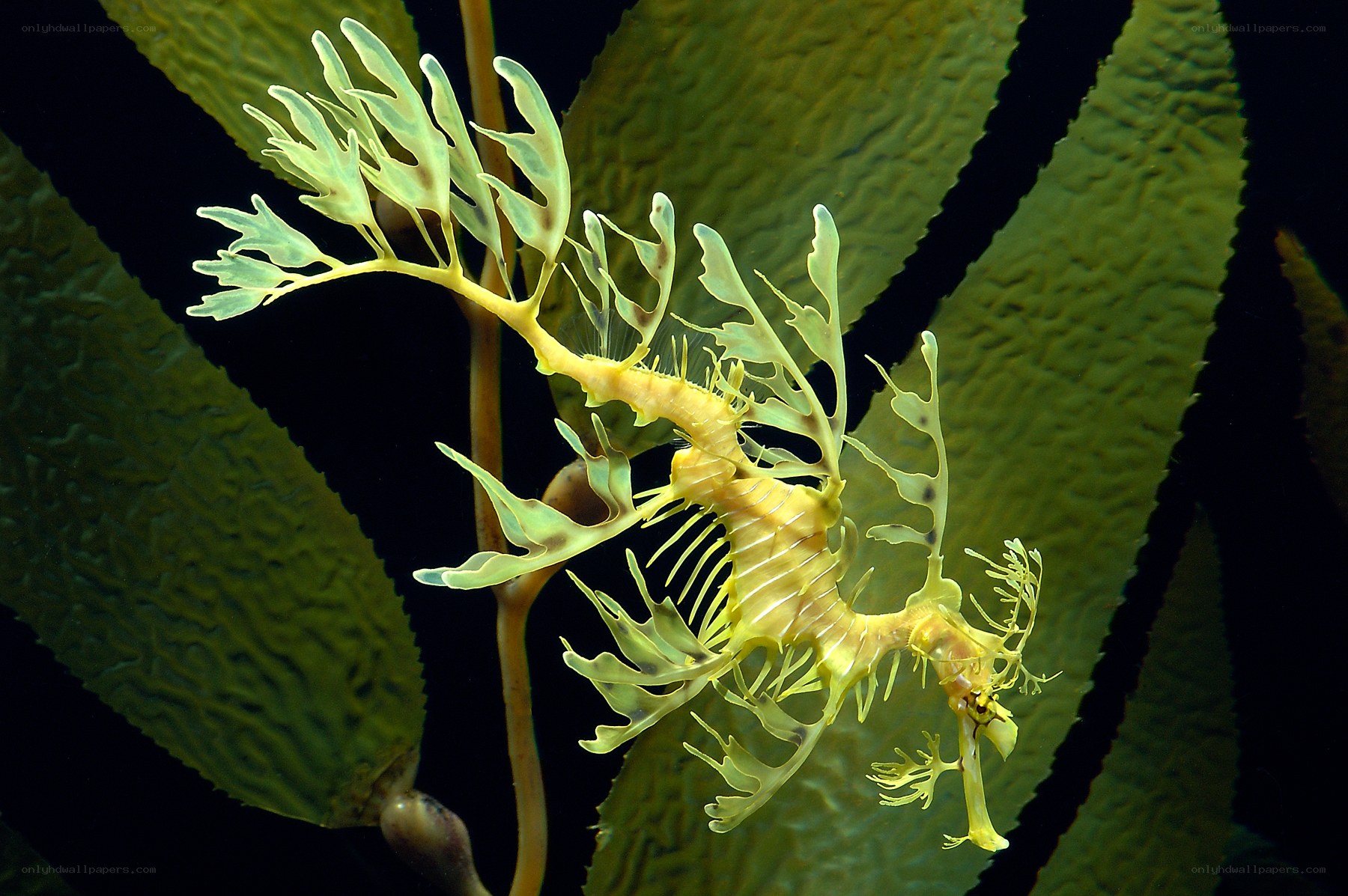 Leafy seadragon in kelp