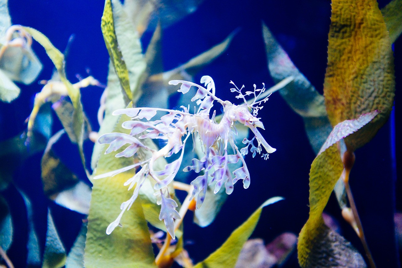 Leafy seadragon in seaweed