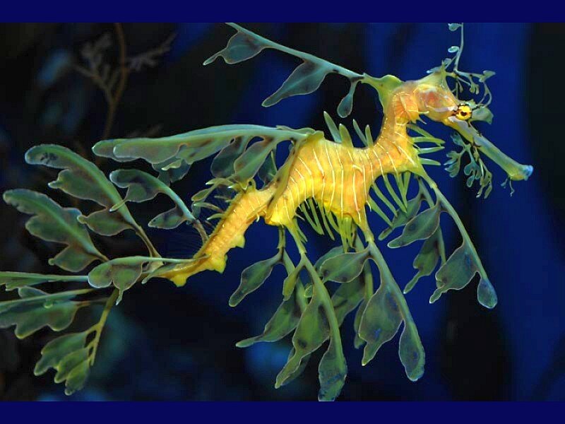 Leafy seadragon in the ocean