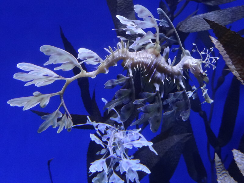 Leafy Seadragon in Water