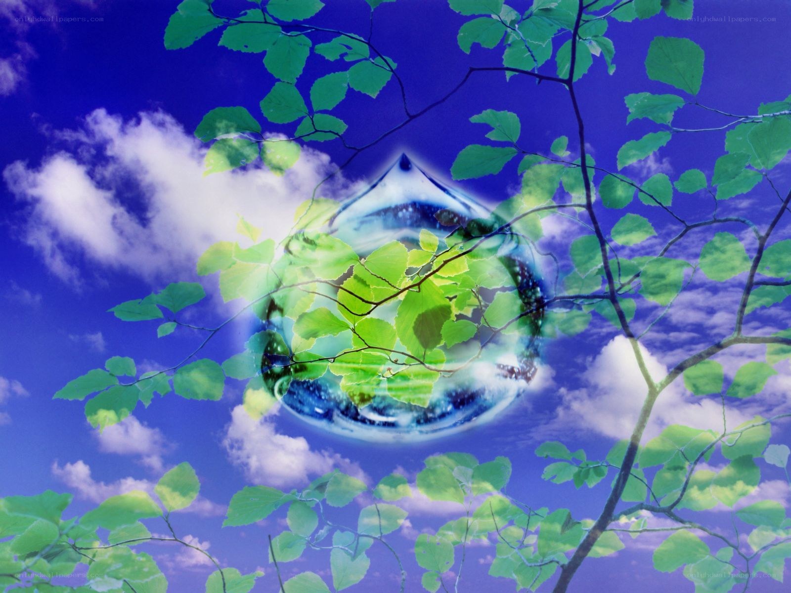 Leafy sky with water droplet