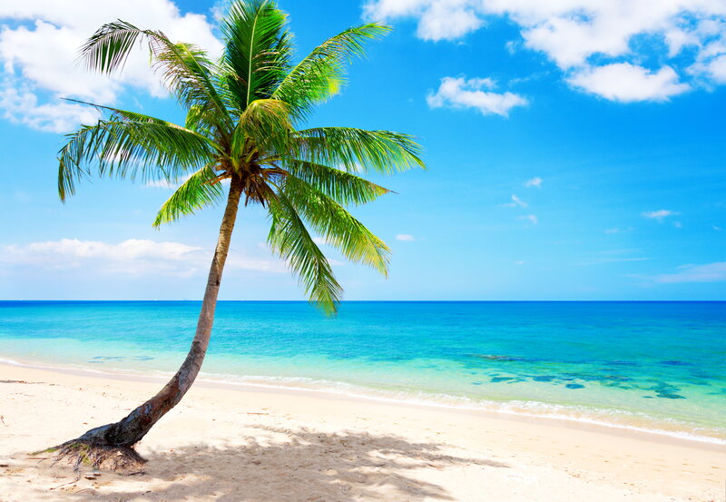 Leaning Palm Tree — Blue, Serene, Afternoon, Photograph, Beach