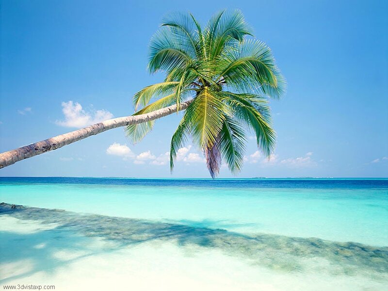 Leaning Palm Tree — Blue, Serene, Afternoon, Photograph, Ocean, Sky, Clouds, Green, White