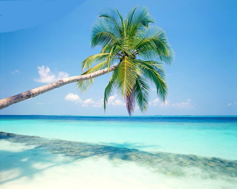 Leaning Palm Tree — Blue, Serene, Afternoon, Photograph, Ocean