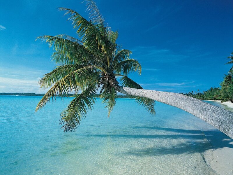 Leaning Palm Tree — Blue, Serene, Afternoon, Photograph