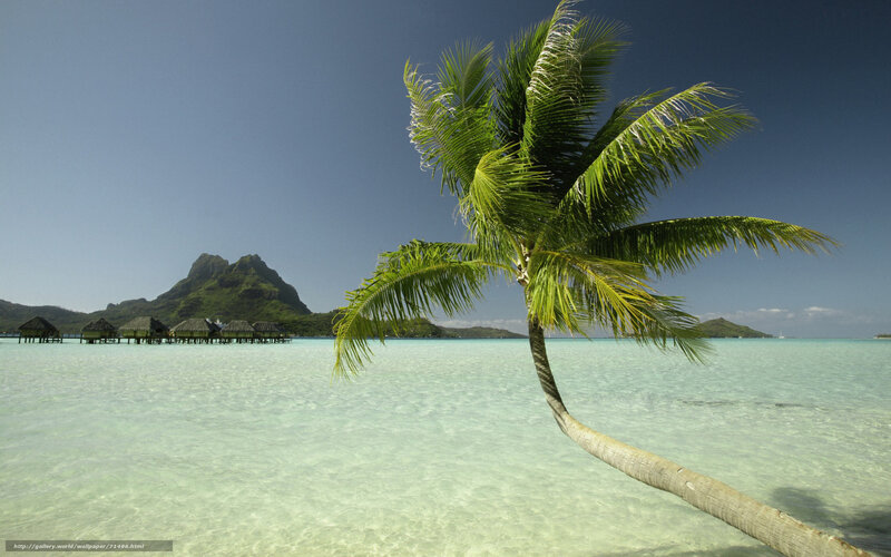 Leaning Palm Tree — Blue, Serene, Afternoon