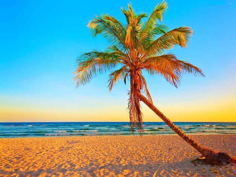 Leaning Palm Tree — Blue, Serene, Sunset