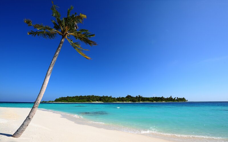 Leaning Palm Tree on Beach — Afternoon