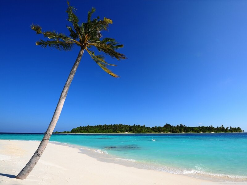 Leaning Palm Tree on Beach — Blue, Serene, Afternoon, Photograph, Ocean, Island
