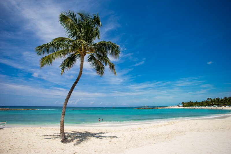 Leaning Palm Tree on Beach — Blue, Serene, Afternoon, Photograph, Ocean, Sand, People