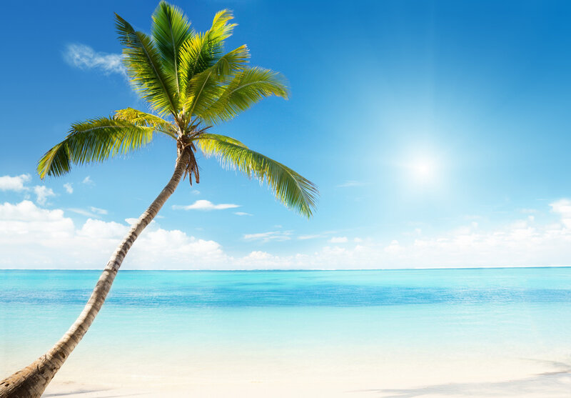 Leaning Palm Tree on Beach — Blue, Serene, Afternoon, Photograph, Ocean, Sky, Sand