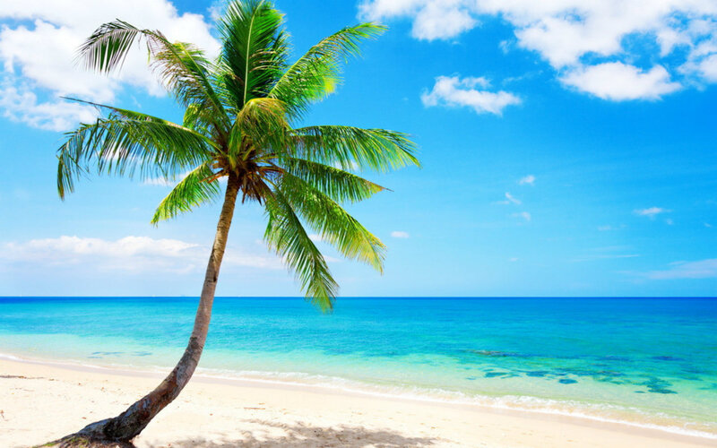 Leaning Palm Tree on Beach — Blue, Serene, Afternoon, Photograph, Ocean, Sky